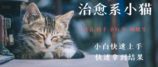 拆解，疯狂火爆！抖音，小红书，视频号小猫治愈的视频，轻松制作+快速拿到结果-沐颜网创资源